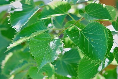 Tilia henryana - lípa Henryho - list s žilnatinou